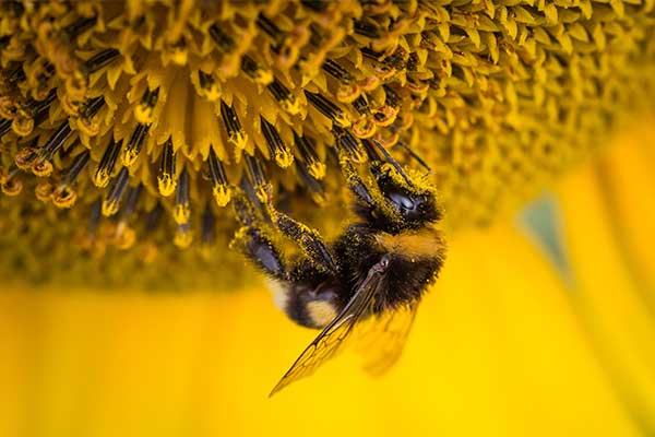 Las abejas y su importancia en los cultivos