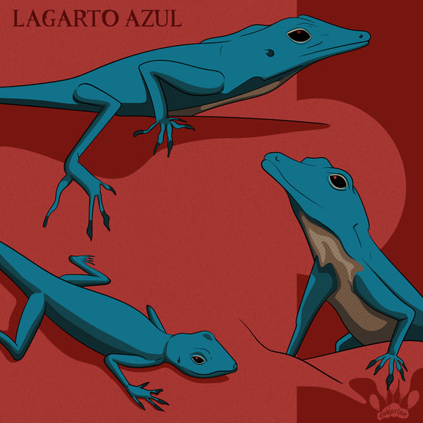 Ilustración del lagarto azul - parte 1