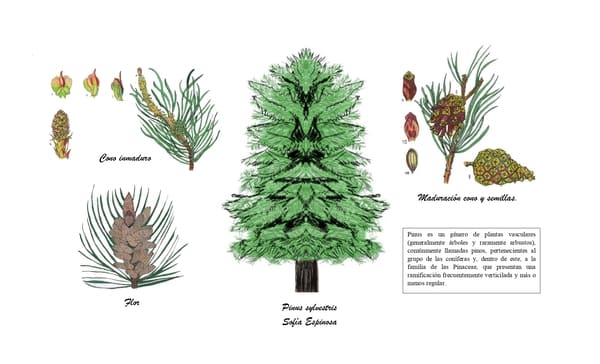 Ilustración del pino silvestre