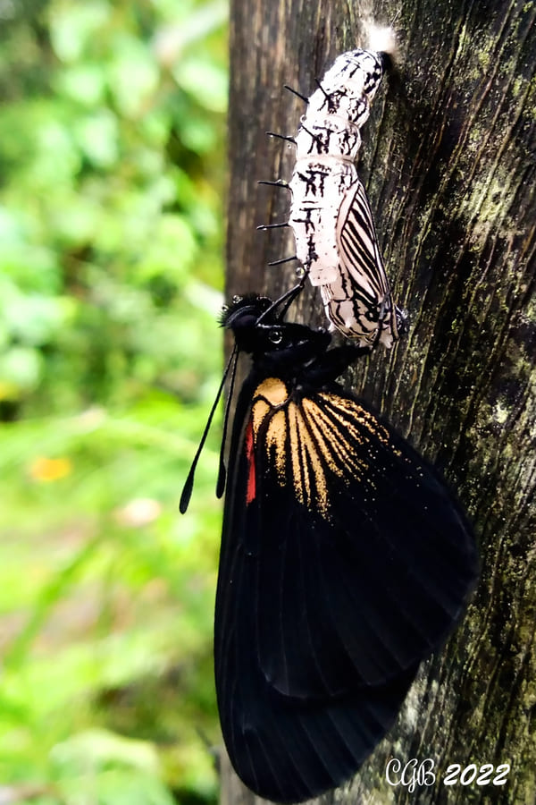 Metamorfosis de oruga a mariposa