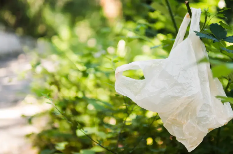 Nos unimos al Día Internacional Libre de Bolsas de Plástico
