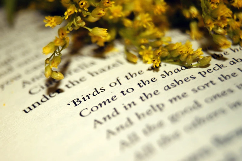 Poetas colombianos que todo el mundo debería leer