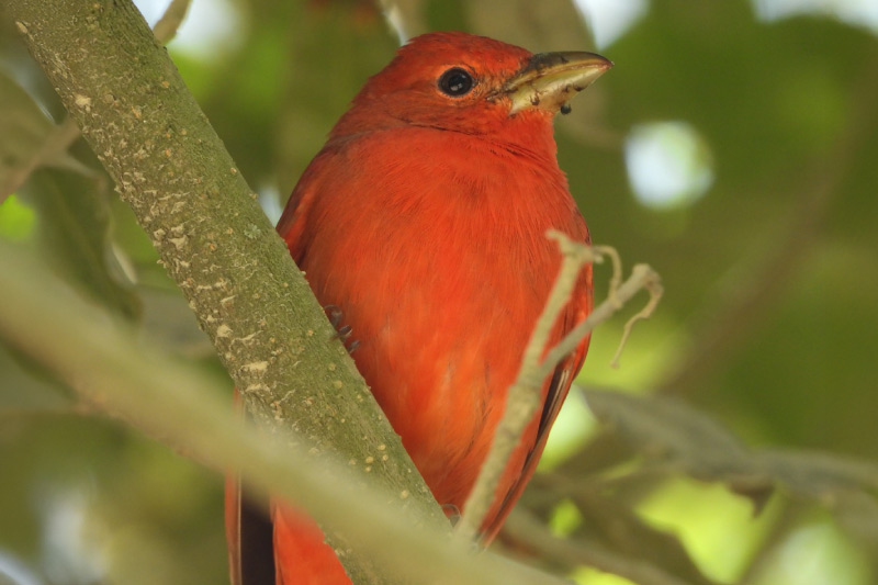 Las aves migratorias que se accidentan en Bogotá: ¿cómo protegerlas?