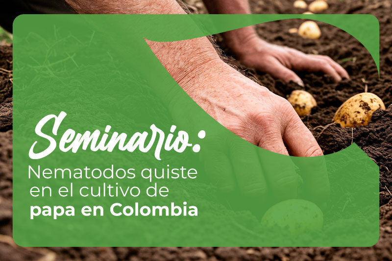 Así investigan en China plaga que daña cultivos de papa colombianos