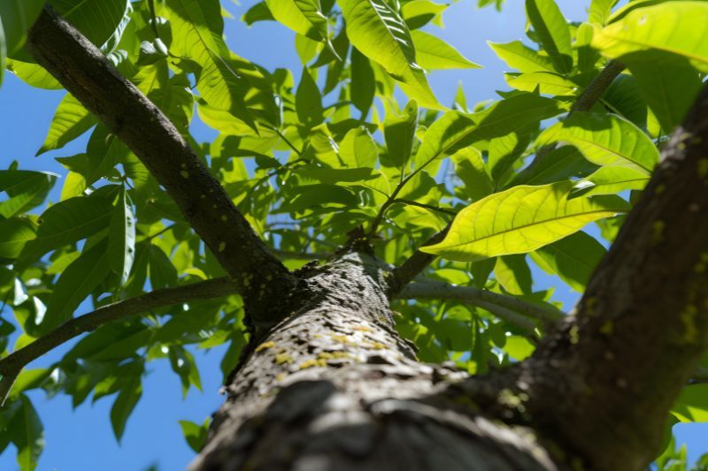 Día Mundial del Árbol: razones para conmemorarlo