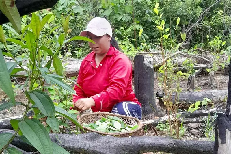 Unicentralista investiga el mercado de carbono en la Amazonía