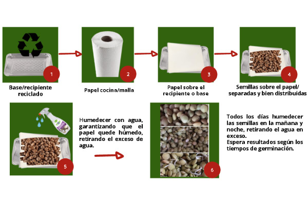 Hábitos sostenibles para realizar el proceso de germinados (alimento vivo) en los hogares