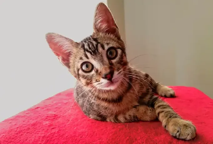 Hogares de paso para animales
