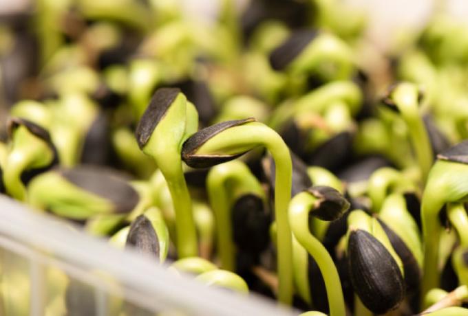 Hábitos sostenibles para realizar el proceso de germinados (alimento vivo) en los hogares