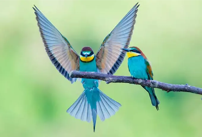 Aves que bailan, los espectáculos de la naturaleza